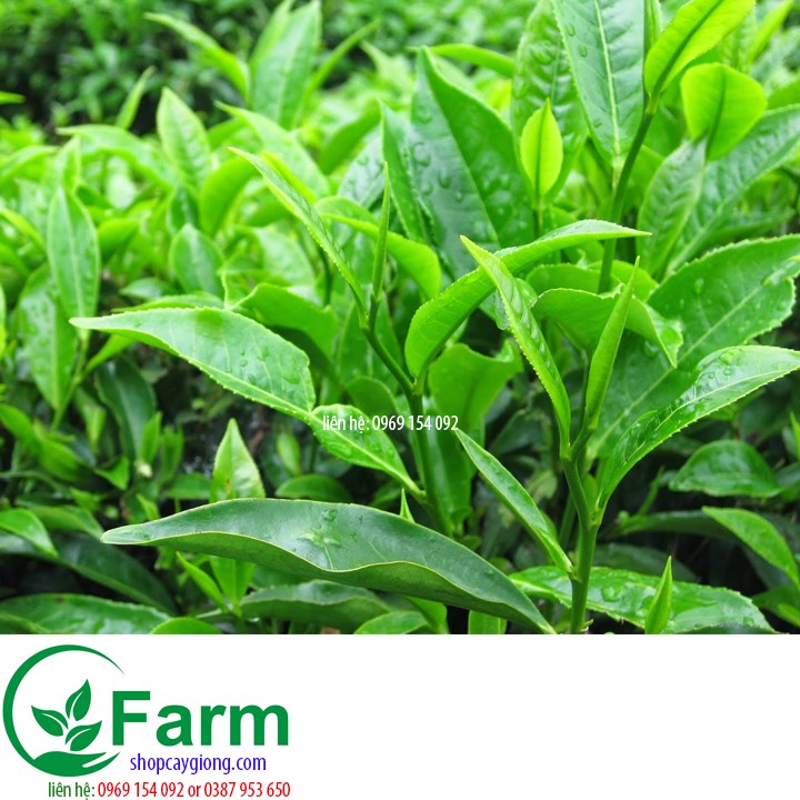 Cây trà xanh + tặng 3 cây giống chè xanh