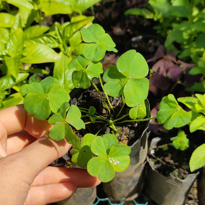 [Sao chép]HẠT CỎ BA LÁ ( CỎ THẢM MAY MẮN ) GÓI 30GRAM