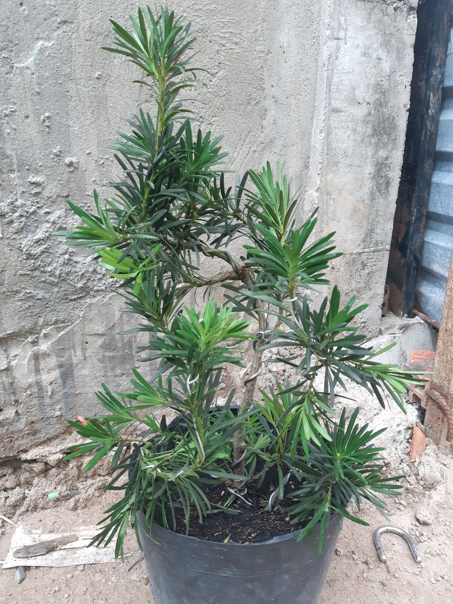 tùng la hán bonsai 60-70cm