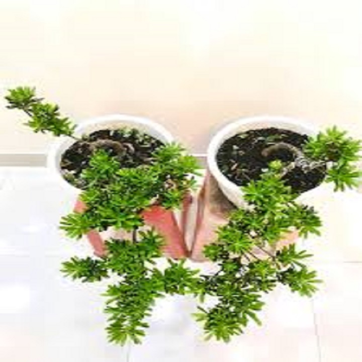 CÂY GIỐNG CÂY VẠN NIÊN TÙNG KIM CƯƠNG