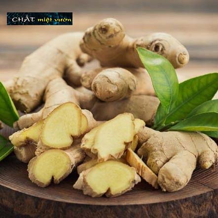 Cây gừng giống