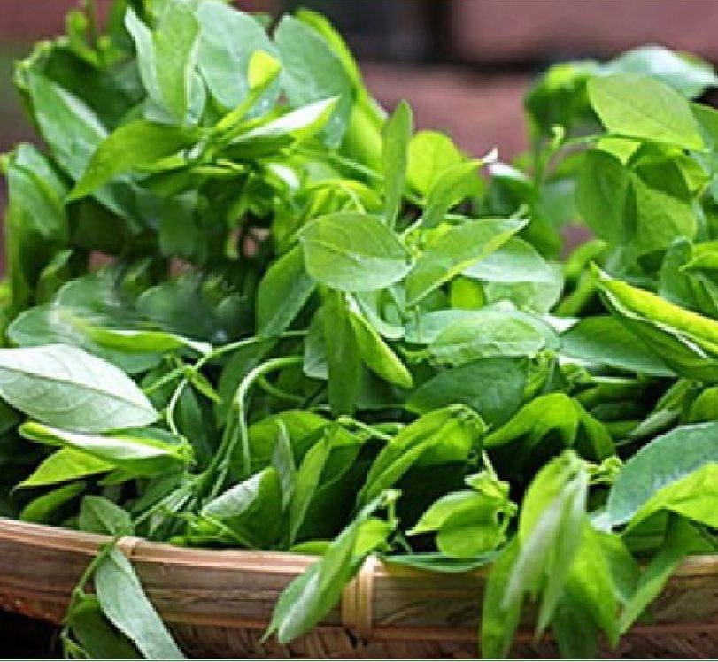 Hạt giống rau bồ ngót  - Gói 1gram