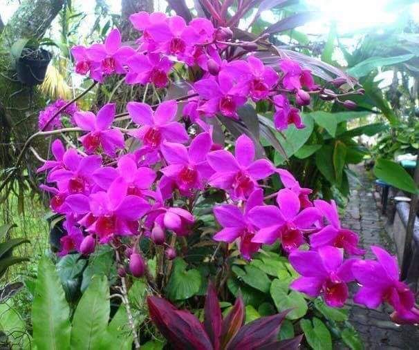 Lan hồ điệp mini sai hoa rất đẹp