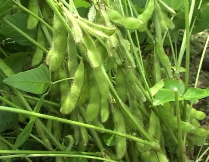 (HCM) Hạt giống đậu nành lông Nhật 20gram