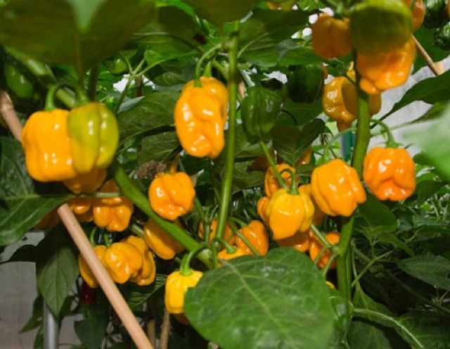 Hạt Giống Ớt Numex Suave