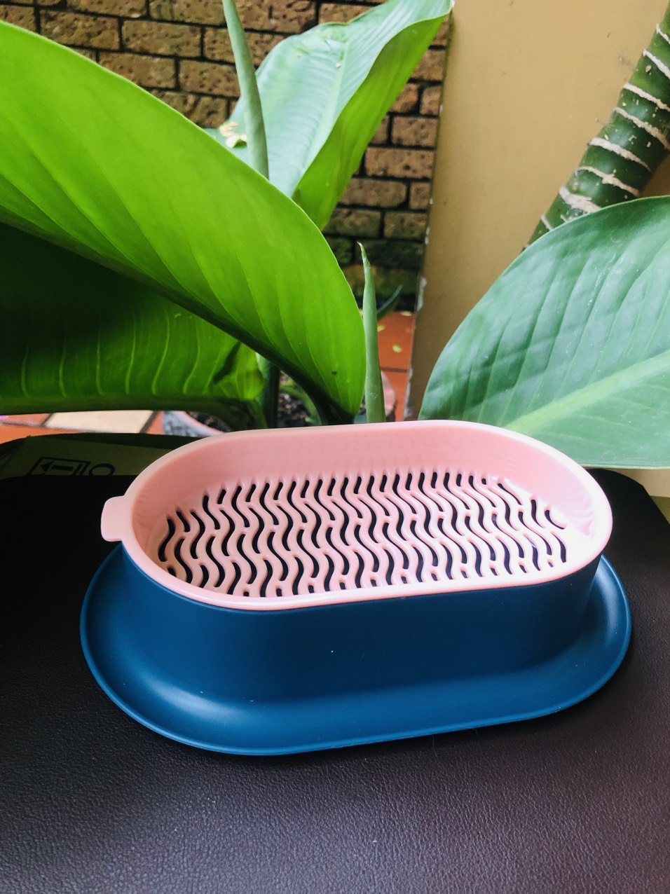Khay trồng cỏ mèo thủy sinh