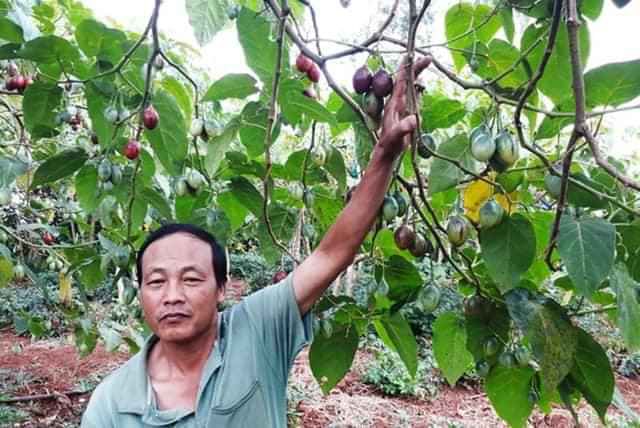 [ Xả - Cắt Lỗ] Cà Chua Thân Gỗ