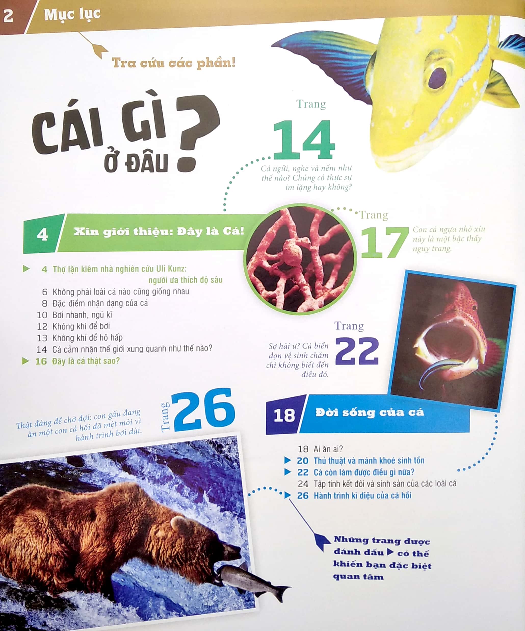Thế nào và tại sao  Các loài cá