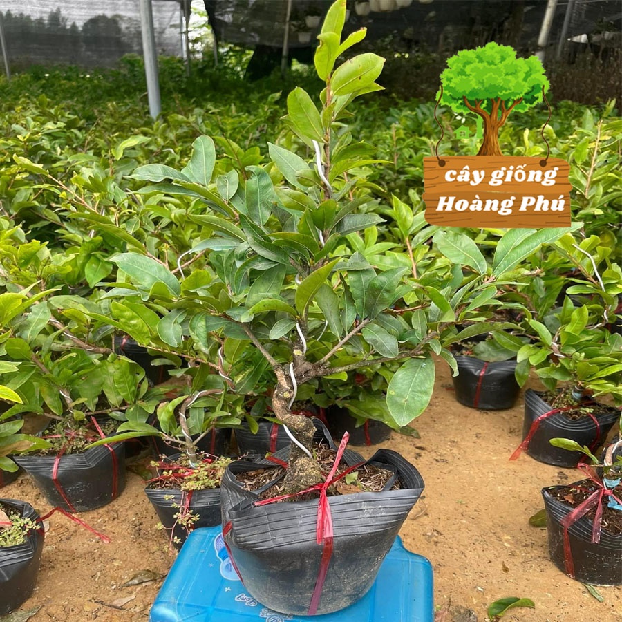 Cây mai vàng bon sai mini