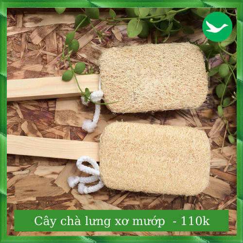 CÂY CHÀ LƯNG XƠ MƯỚP [ SẠCH LƯNG ] [ ĐÃ NGỨA ] [ MỊN DA ] [ NO PLASTIC ]