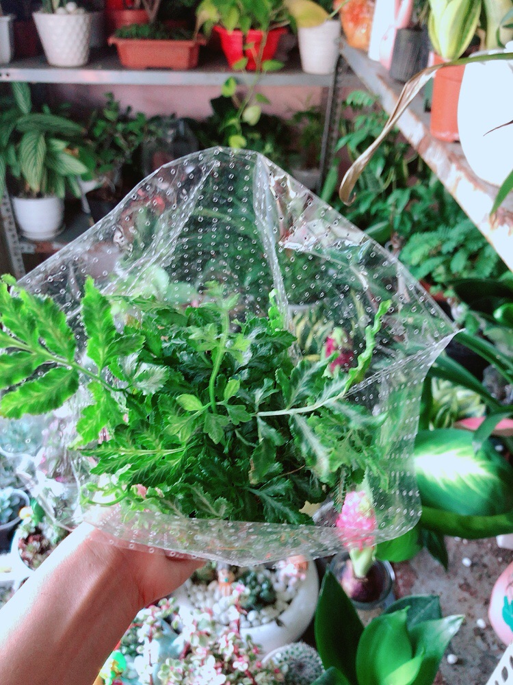 Cây Dương Sỉ