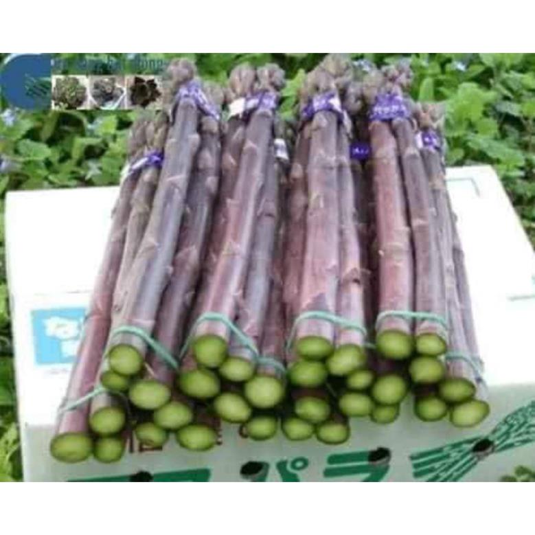 Hạt giống măng tây tím Rạng Đông gói 0.2g