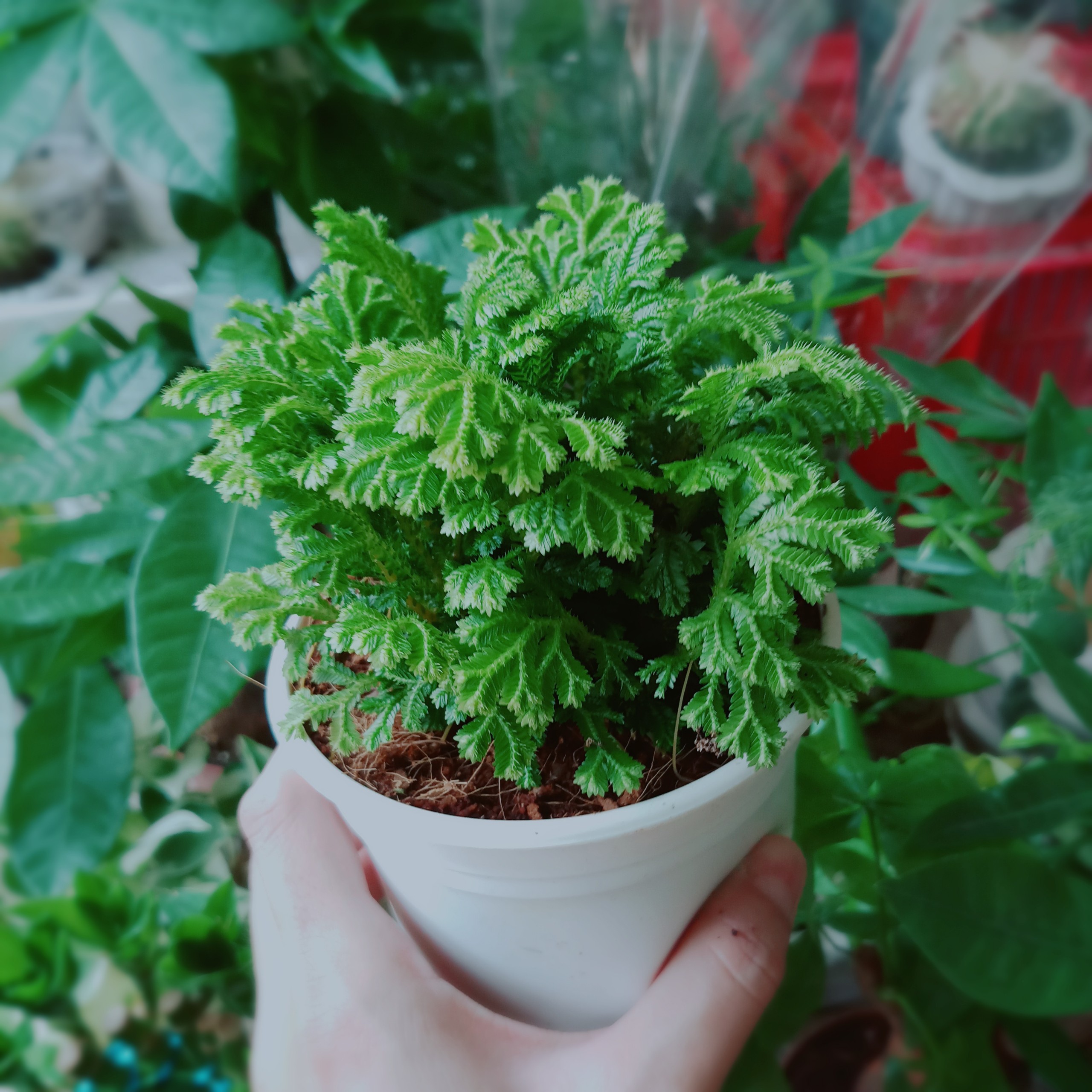 Cây rêu nhật lọc không khí