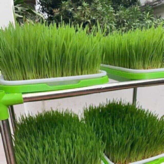 hạt giống mầm lúa mạch - gói 100gr