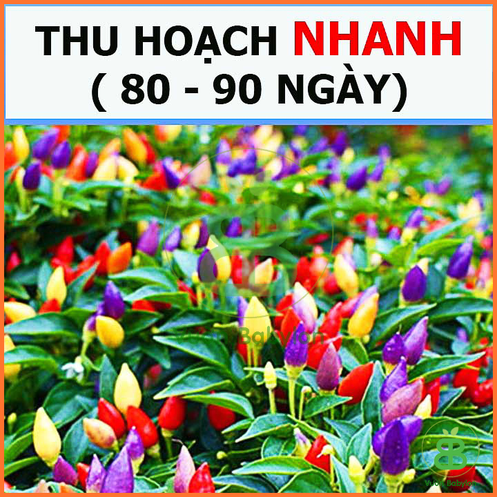 Hạt Giống Ớt Kiểng Ngũ Sắc Siêu Trái 0,1G