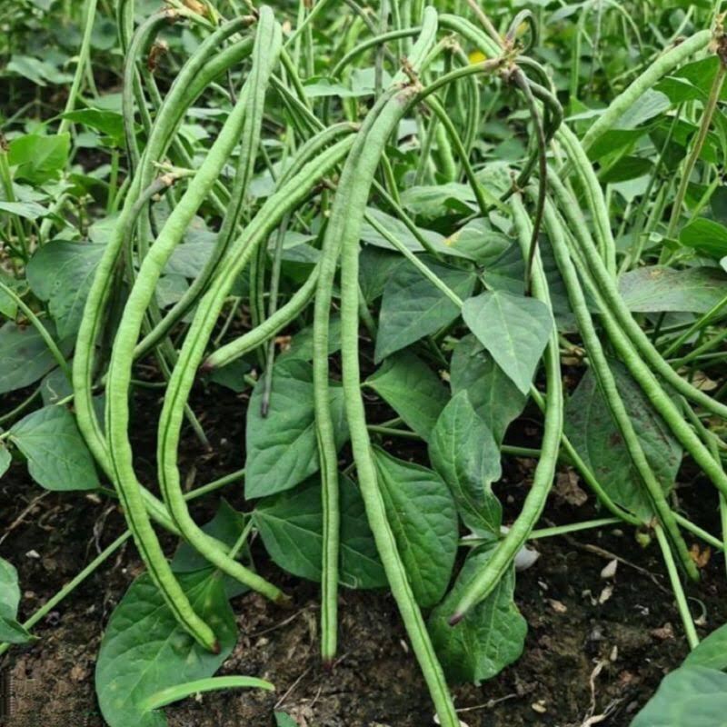 Giống Đậu đũa bụi ngọt