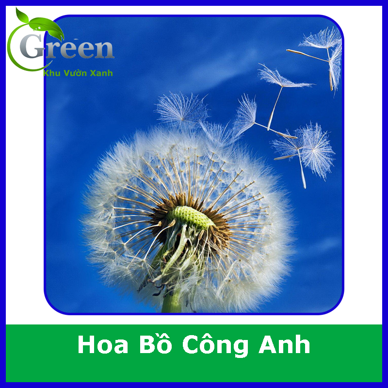 Hạt Giống Hoa Bồ Công Anh (50H)