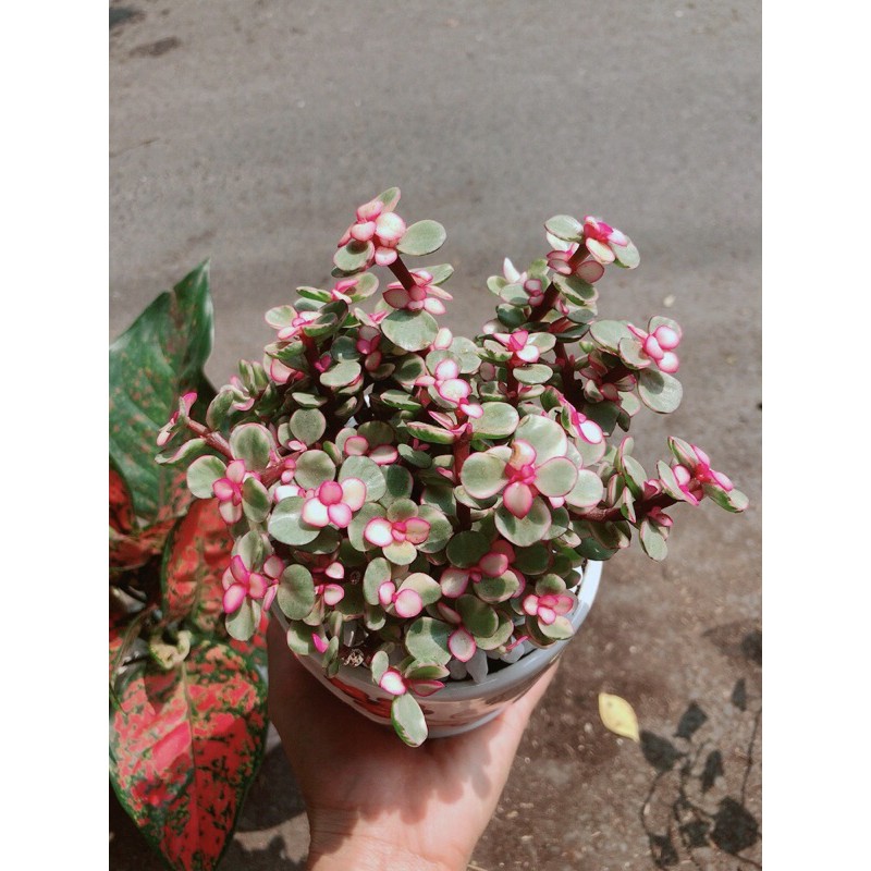 [HCM]Chậu Cây Cành Vàng Lá Ngọc