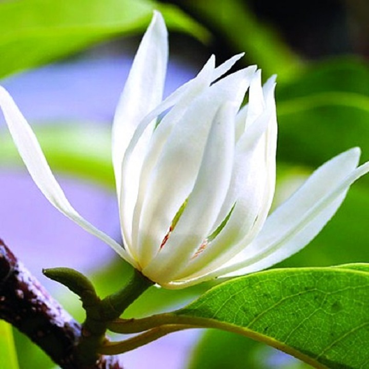 CÂY  HOA NGỌC LAN TRẮNG, HOA THƠM
