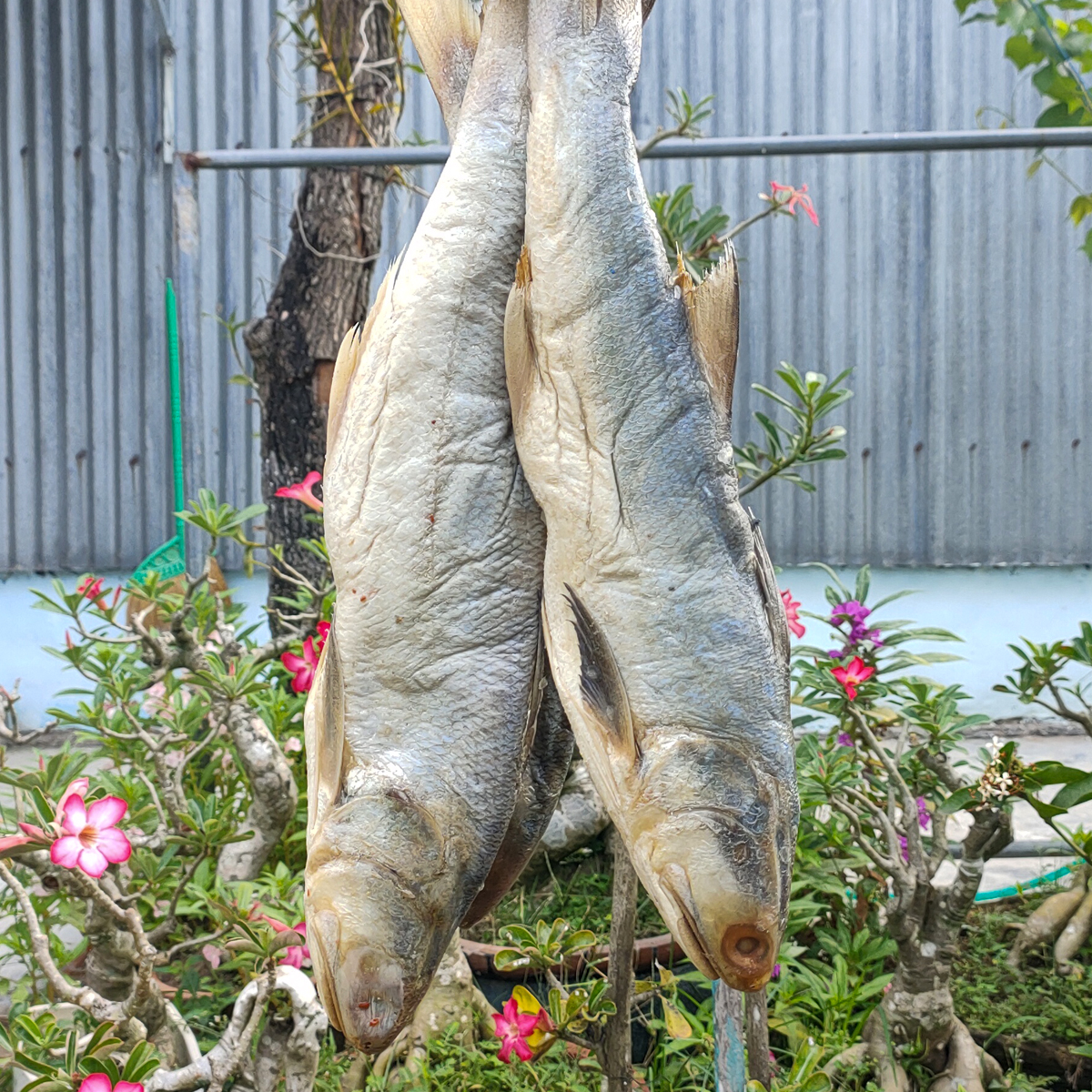 Khô Cá Chét Muối Dùi ( mắm cá chét , khô cá chét thơm) . Đặc Sản Minh Triết( 1kg, 500gr)