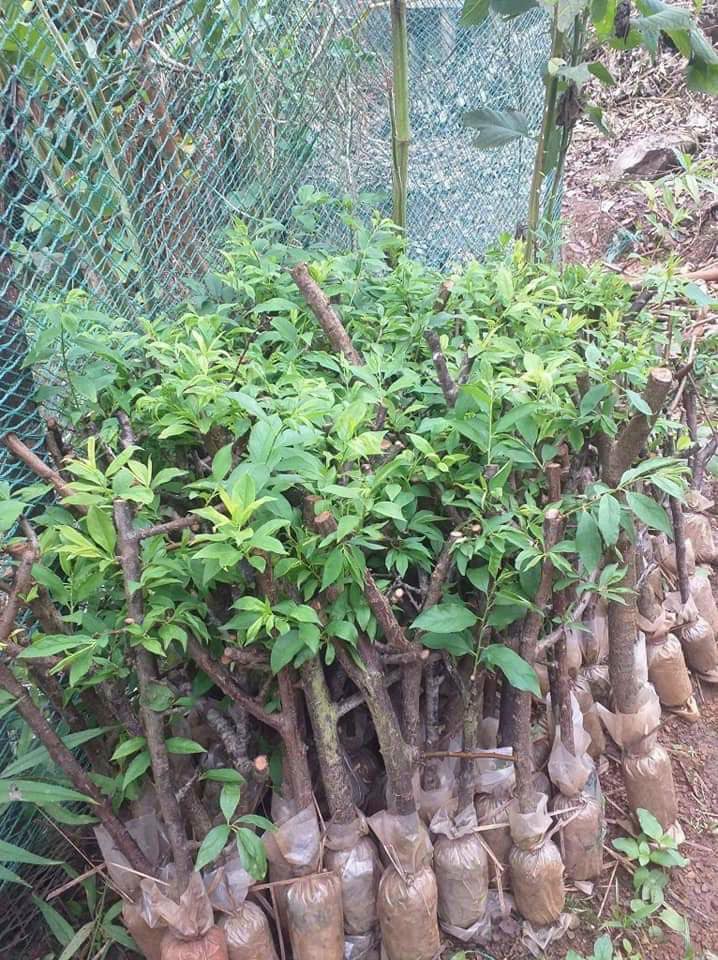 Cây giống mận chiết cành