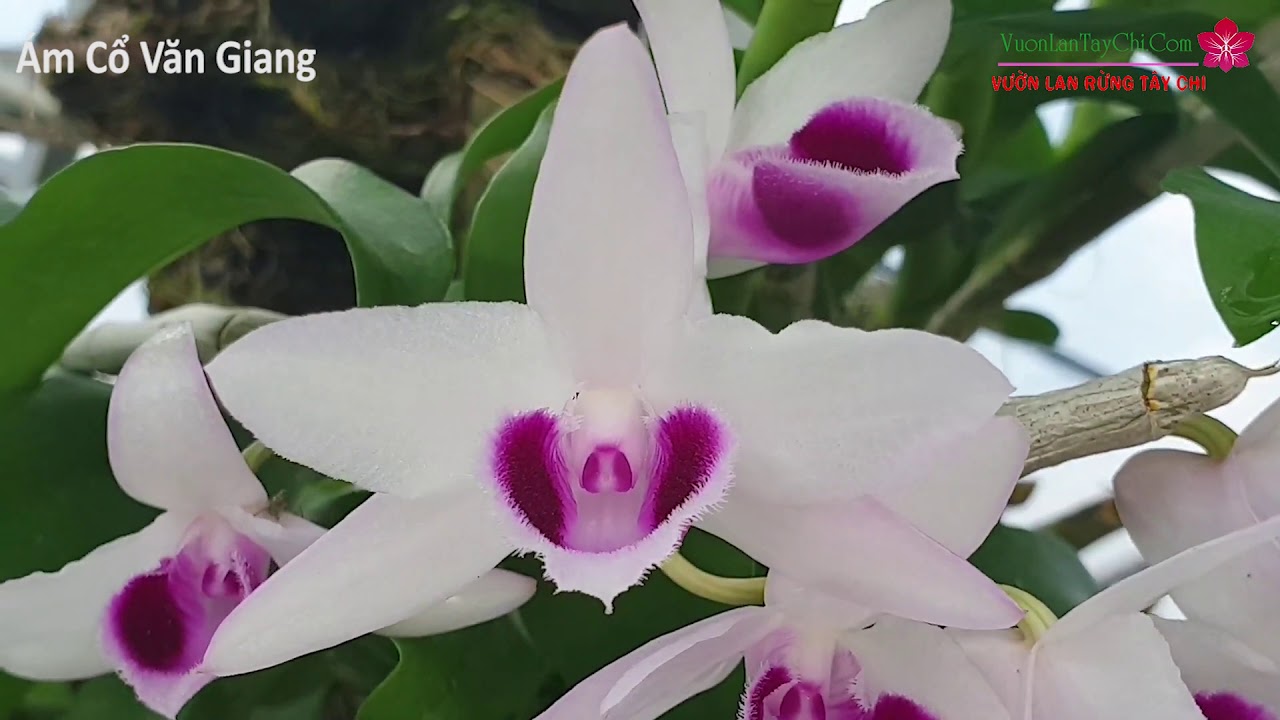 [Siêu Sale] phi điệp ám cổ văn giang