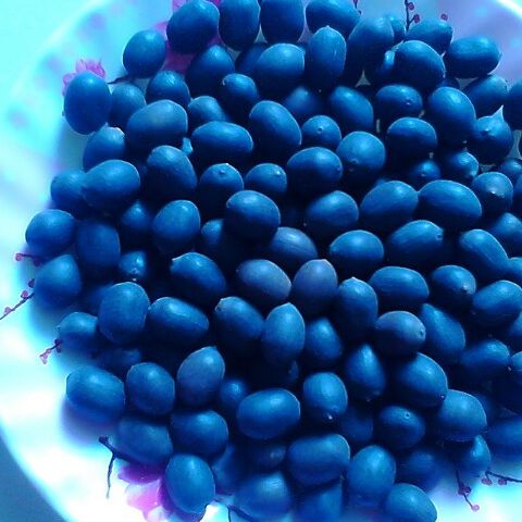 Hạt Sen Khô Đen Đồng Tháp 300g