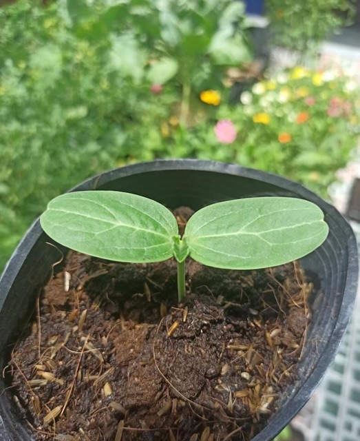 Hạt Giống Bầu Yang Long ( Nguyên Gói)