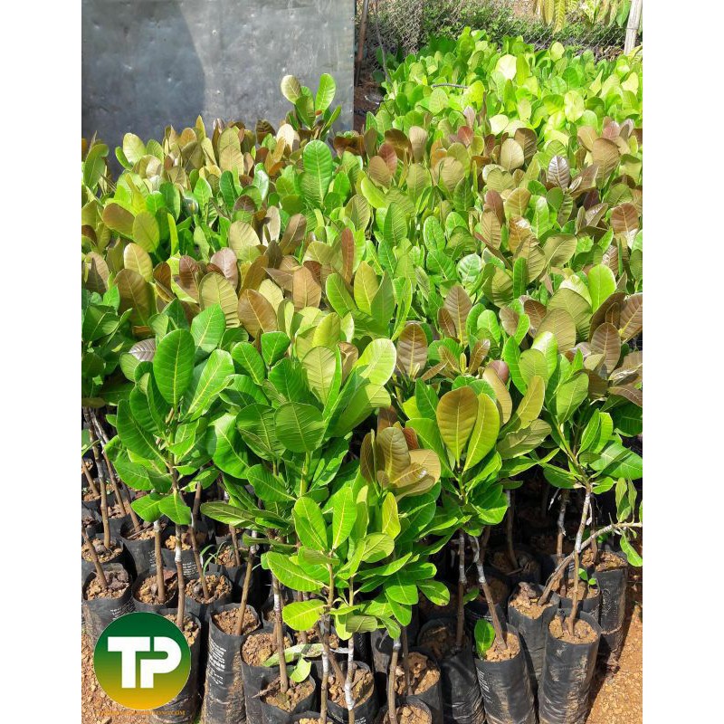 Giống điều ab29 – giống điều ghép cao sản năng suất vượt trội