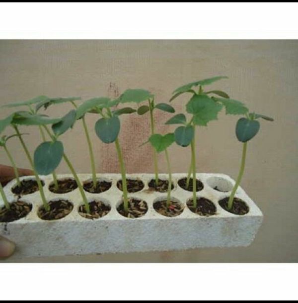 10 Hạt Dưa Lưới Xanh