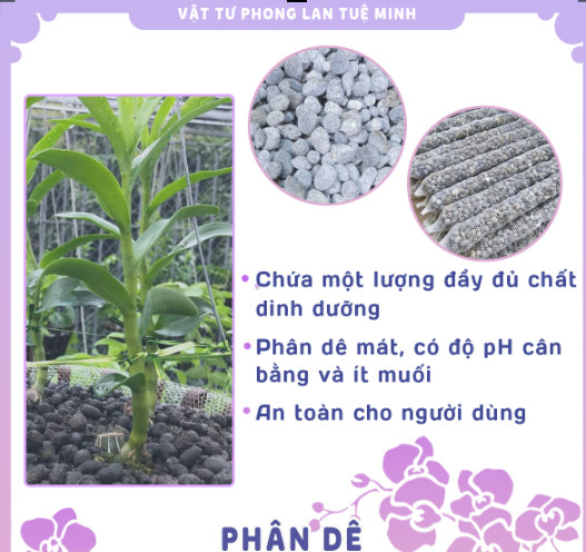 PHÂN DÊ BÓN LAN ĐÓNG THANH 50CM ĐÃ QUA XỬ LÝ