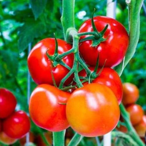 Hạt giống cà chua đỏ - cà chua arka . túi 30 hạt năng xuất cao nhiều dinh dưỡng tốt cho sk