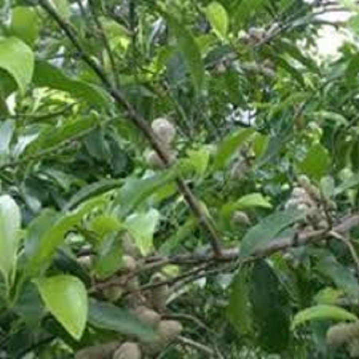 CÂY GIỐNG HẠT DỔI