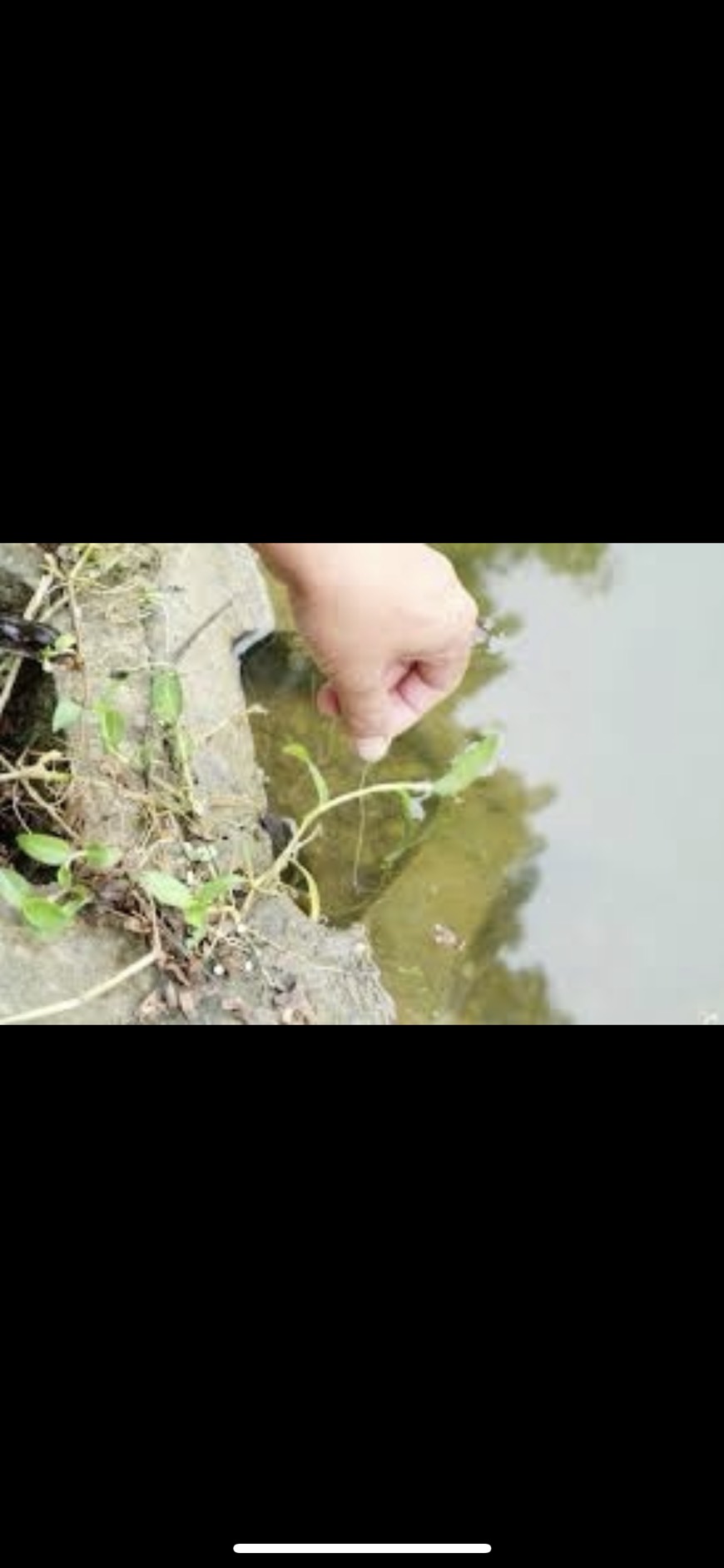 Lưỡi Câu Lươn