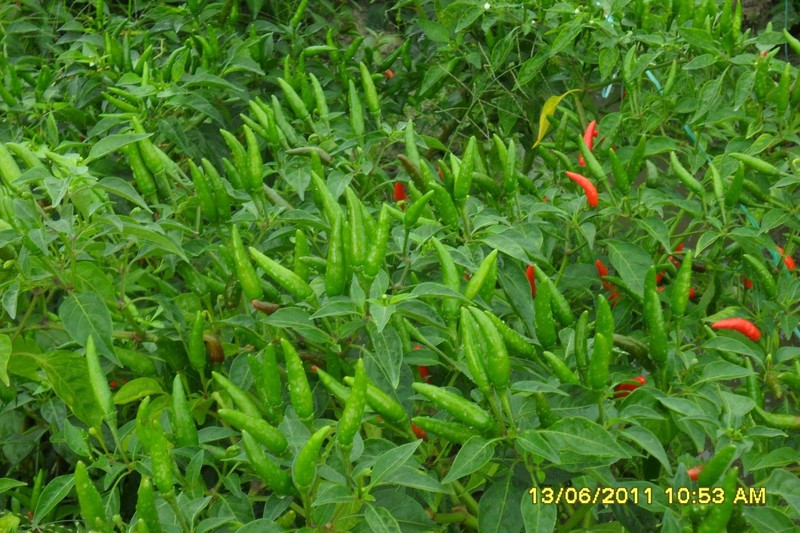 Hạt Ớt Xiêm Xanh - Gói 0.1 Gram