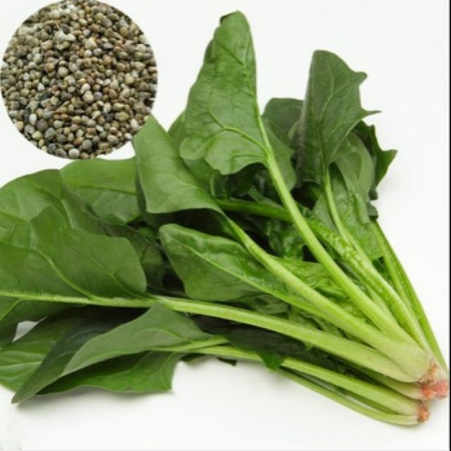 Hạt giống cải bó xôi chịu nhiệt năng suất cao rau Bina rau chân vịt gói 10g - 20g giá rẻ