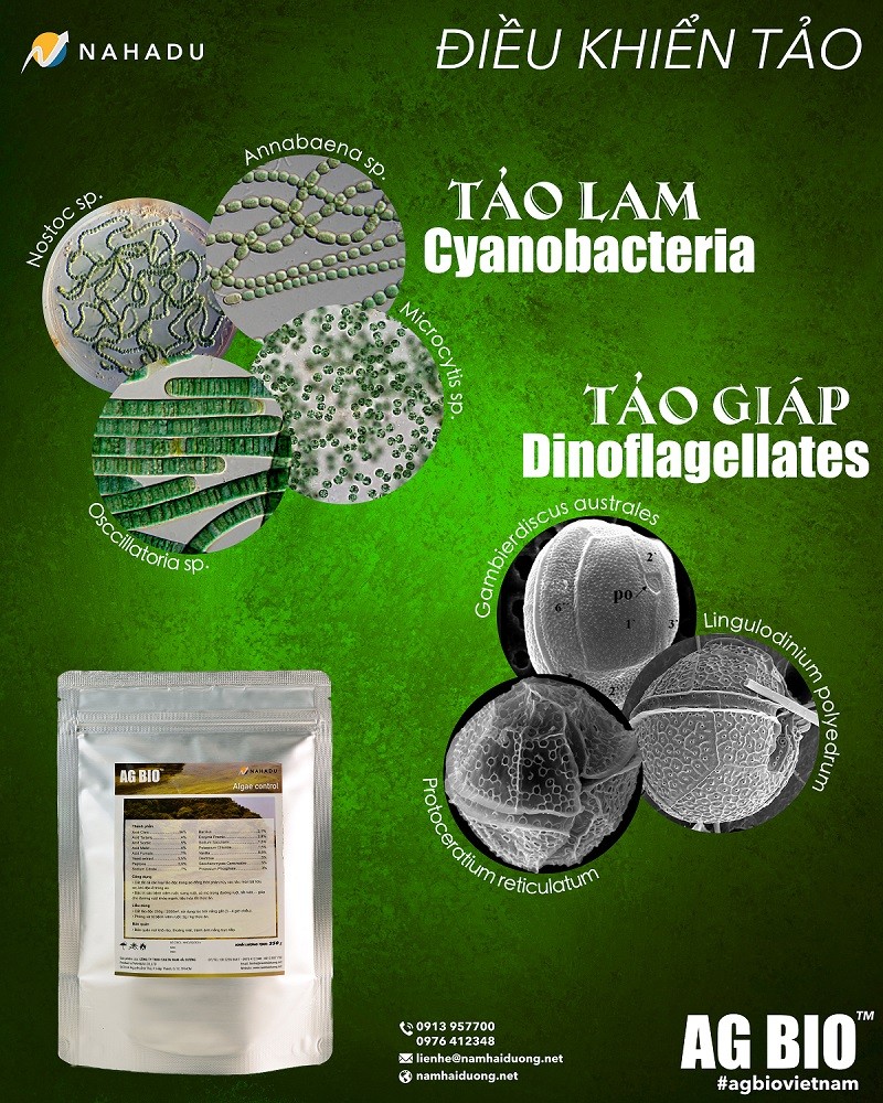 VI SINH CẮT TẢO (THÙNG 2 TÚI 250GR)