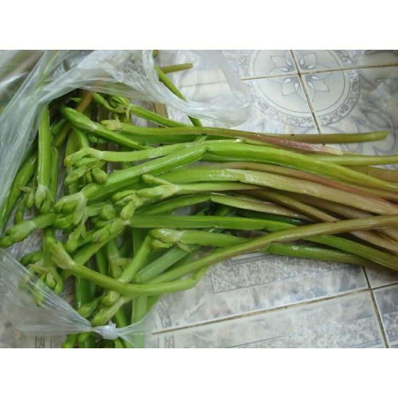 combo 3 bụi cây kèo nèo con làm giống (cây cù nèo)