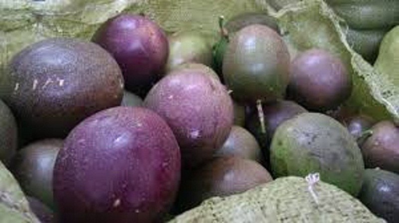 CÂY GIỐNG CHANH LEO TÍM