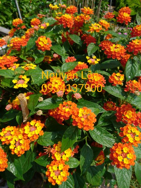 Cây hoa ngũ sắc các màu (cây trâm ổi) - 20-40cm