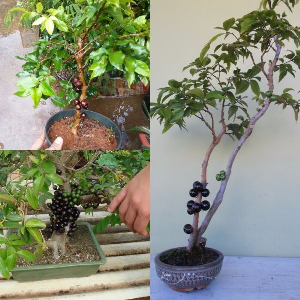 Cây nho thân gỗ tứ quý