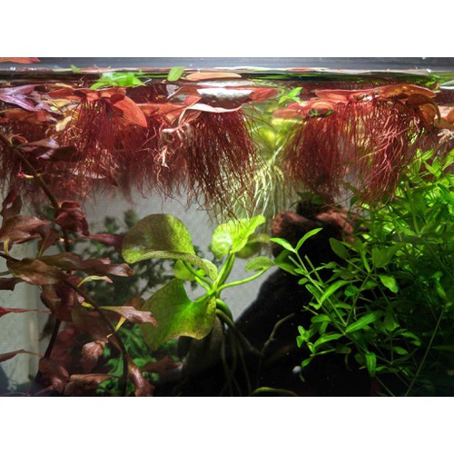 BÈO RỂ ĐỎ THỦY SINH (15 cây)