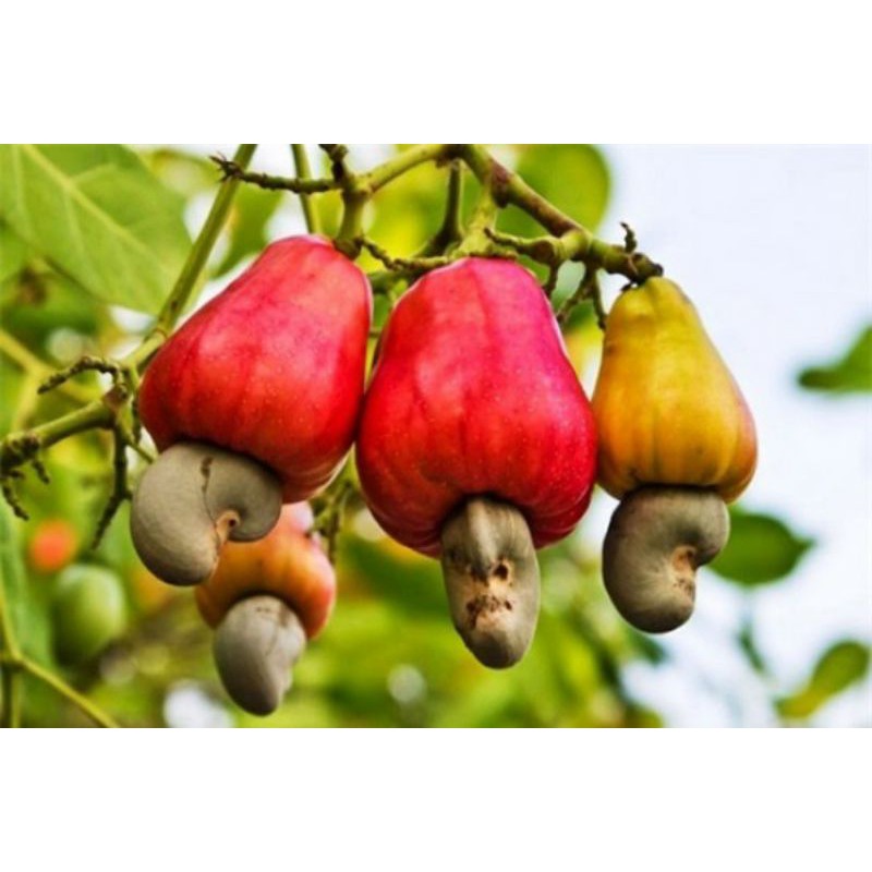 CÂY GIỐNG ĐIỀU ĐỎ (cây giống có bảo hành )