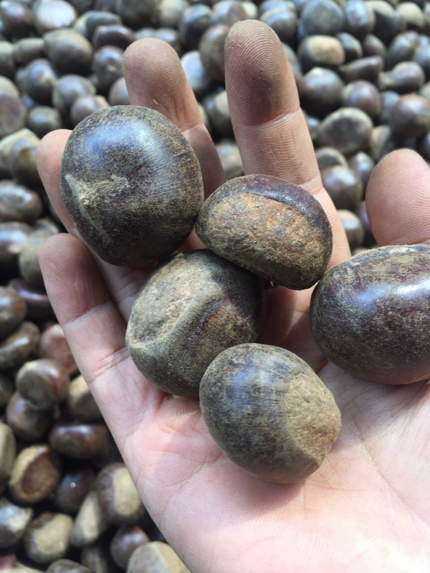 [HCM]Hạt dẻ sống loại 1 kg “Lào cai “