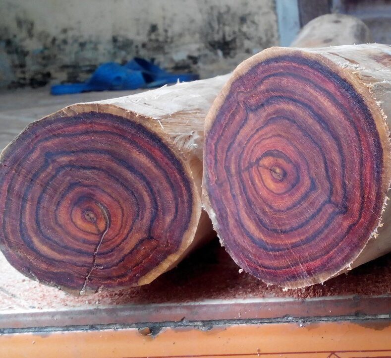 Cây giống Sưa đỏ [ trồng lấy gỗ hoặc kinh tế ].