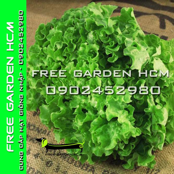 1000 HẠT GIỐNG XÀ LÁCH BATAVIA ĐỎ/ BATAVIA XANH HÀ LAN (bọc men)