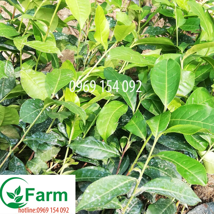 combo 10 Cây Trà Xanh tặng thêm 1