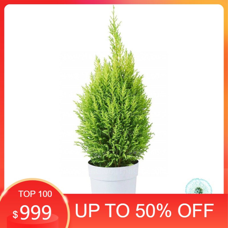 10h Hạt Giống Cây Tùng Thơm Cây Thông Noel (TLB2 -KD: B22*X58*M181)