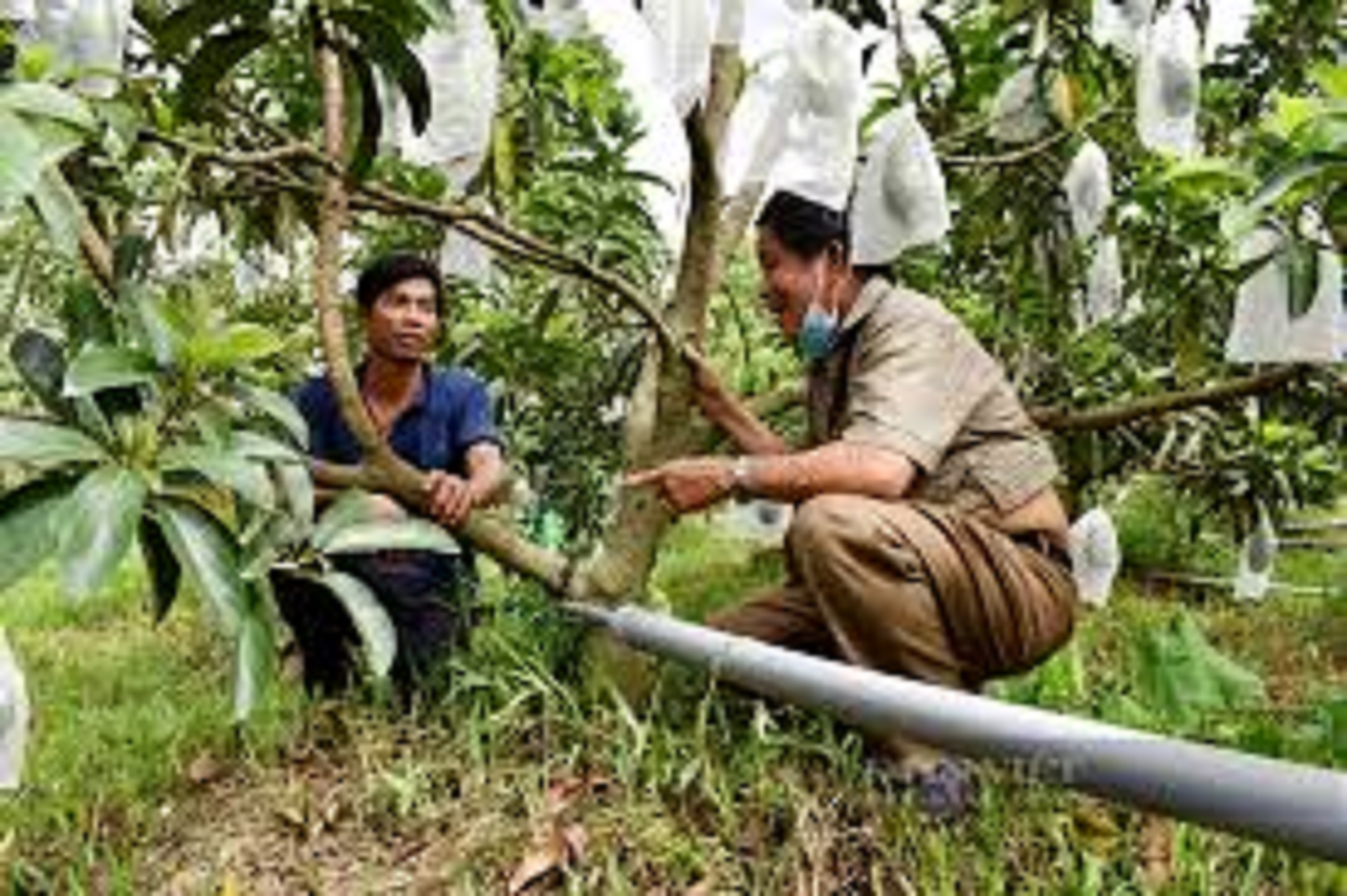 CÂY GIỐNG BƠ LÙN THANH SƠN [ TRỒNG CHẬU ĐƯỢC ]