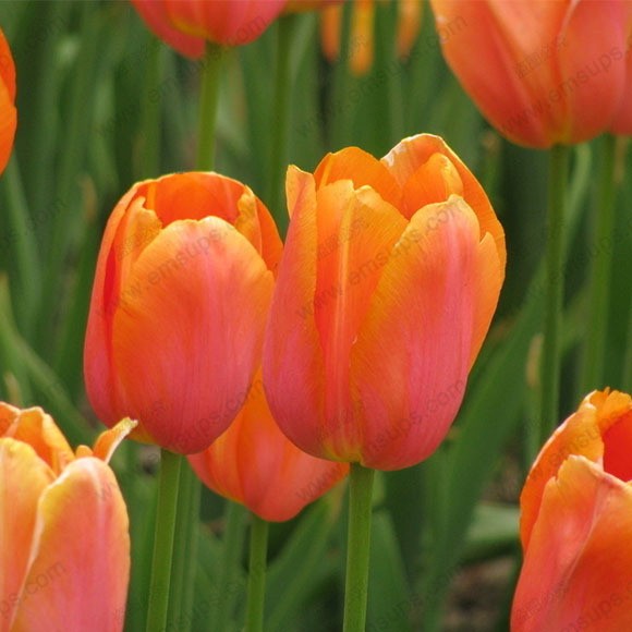 5 củ giống hoa tulip hoa màu cam